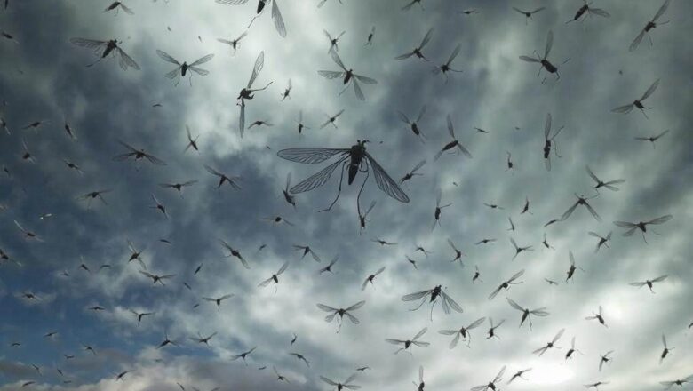 Czy w Chorwacji są komary? Wszystko, co musisz wiedzieć przed wakacjami.