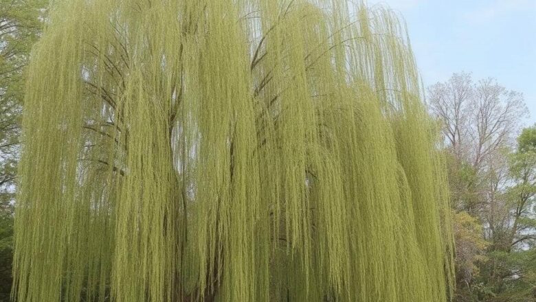 Wierzba Płacząca: Jak Szybko Rośnie i Jak Pielęgnować To Piękne Drzewo?