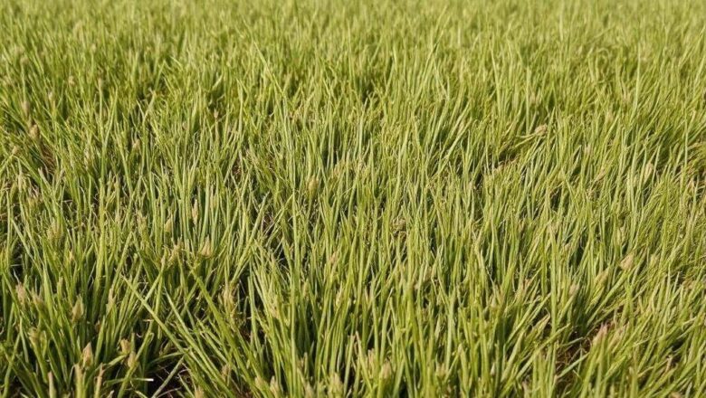 Jak zagęścić trawnik – sprawdzone sposoby na gęstą i zdrową trawę