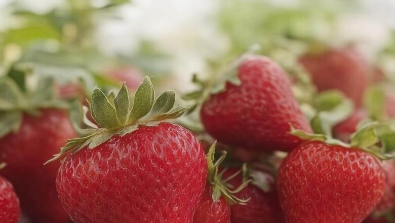 Jak zrobić frużelinę truskawkową? Prosty przepis na pyszny dodatek do deserów